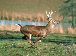 В Воронежской области будут разводить американских оленей