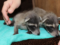 Пополнение в Воронежском зоопарке им.А.С. Попова!
