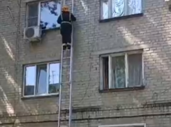 Упал с 4 этажа: спасение котенка попало на видео в Воронежской области