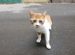 Температура в Воронеже побила рекорд 