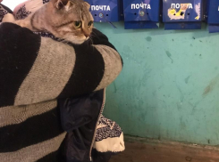 Растянутый кишечник, недержание мочи и некроз: хозяева топором отрубили кошке хвост в Воронеже  