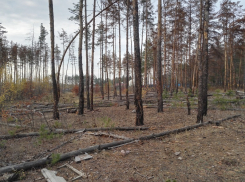 Деревья Северного леса вновь просверлили в Воронеже