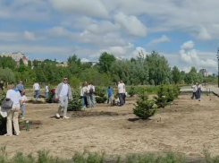 Новая аллея из серебристых елей появилась на Петровской набережной Воронежа