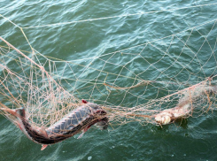 Воронежским рыболовам-браконьерам грозит два года тюрьмы 