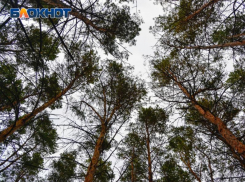 Сразу три ребенка пропали за день в Воронежской области