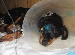 Воронежские ветеринары пытаются спасти изувеченного щенка, которому отрезали язык 