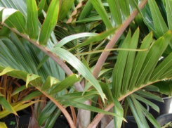 В Воронежскую область из Турции хотели ввезти пальмы без документов