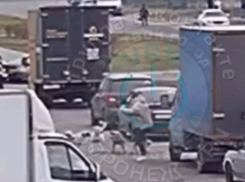 Стая бродячих собак накинулась на женщину в Воронеже – опубликовано видео