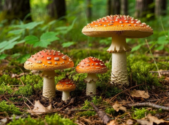 Санитарные врачи назвали число воронежцев, отравившихся грибами с начала года