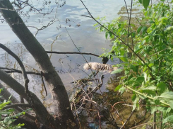 Страшную находку обнаружили возле берега водохранилища жители Воронежа