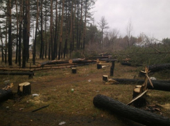 В Воронеже продолжают расследовать дело лесорубов