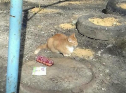 Самого богатого кота Воронежа сфотографировали во дворе