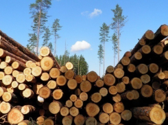 За вырубку 400 деревьев в Воронежской области мэр Анны Мургин ответит в суде