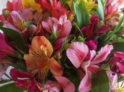 На Центральном рынке Воронежа открылась цветочная ярмарка к 8 марта