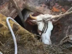 Спасение воронежской коровы из затопленного погреба сняли на видео