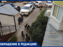«Отбиться просто невозможно», – большая стая собак держит в страхе двор в Воронеже