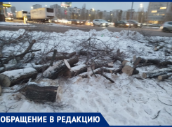  Воронежцы бьют тревогу из-за массовой вырубки деревьев 