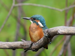 В Воронеже появился Атлас гнездящихся птиц