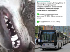 Коронавирус в Воронеже: +190 зараженных, 22 смерти и нападение волчицы на мужчину 