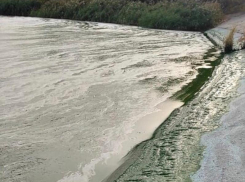 Происхождение зеленой пены на Воронежском водохранилище объяснили эксперты