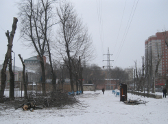 В Комсомольском сквере Воронежа начали спиливать 52 засохших ясеня