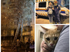 В Москве на Воронежской улице спасли глупого кота 