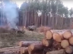 Вырубка леса на Левом берегу попала на видео в Воронеже 