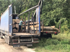 Узаконенный геноцид: кто разрешил массово уничтожать «зеленые легкие» Воронежа