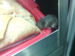 Воронежец пришел в шок от мыши в киоске сети быстрого питания