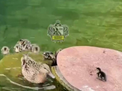 Ролик с мамой-уткой и утятами взволновал жителей Воронежа