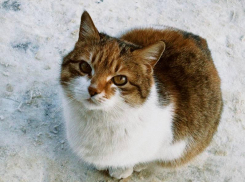 22-летний воронежец отправился на СВО, где спас котенка