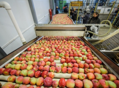 Сын «острогожского помещика» начнет строить фруктохранилище под Воронежем