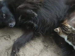 Кошка и собака милейшим образом разрушили стереотипы в Воронеже