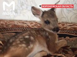 Выживший благодаря воронежцам олененок стал звездой соцсетей