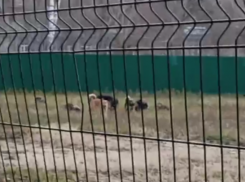 «Страшно ходить по улице!”: жителей Воронежа пугает стая собак у школы