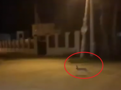 Погоню за зайцем сняли от первого лица в Воронеже 