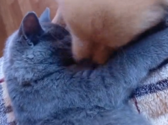 Воронежцы сняли на видео уникальную дружбу кошки и щенков 