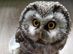 Редкую северную птицу обнаружили во дворе многоэтажки в Воронеже