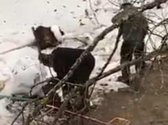 На видео попало уничтожение единственных качелей в квартале Воронежа