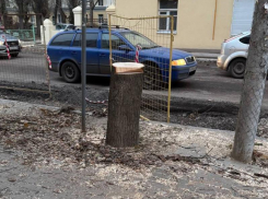 Стала известна причина массовой вырубки деревьев в центре Воронежа