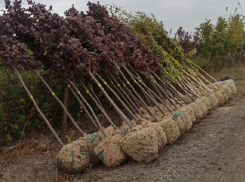 Подготовку Коминтерновского района к масштабному озеленению показал мэр Воронежа Сергей Петрин