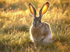 26 октября в Воронежской области откроется охотничий сезон