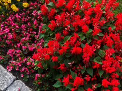 «Город-сад» стал самым качающим фестивалем в Воронеже