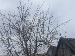 Успейте сделать это в саду: главные правила обрезки деревьев весной