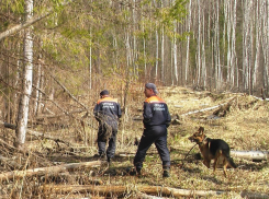 В Воронежской области для поисков пенсионера с потерей памяти потребовались добровольцы