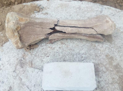 Опубликовано фото кости мамонта, найденной в неожиданном месте под Воронежем