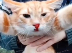 Маленькие дети истязали кота пенсионерки и попали на видео под Воронежем