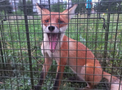 Из-за слишком «заботливых» воронежцев шиловских лисят решили переселить