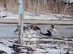 «Налетели со спины и повалили»: в Воронеже стая собак напала на девушку