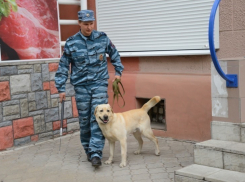 В Воронежской области кинологи отмечают профессиональный праздник